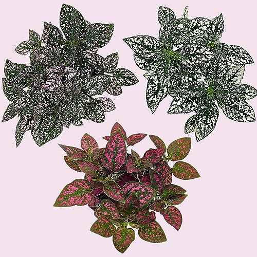 BubbleBlooms Polka Dot Plant Assortment in a 4 inch Pot Hypoestes Phyllostachya, Pink, White, and red, Flamingo Splash, Set of 3