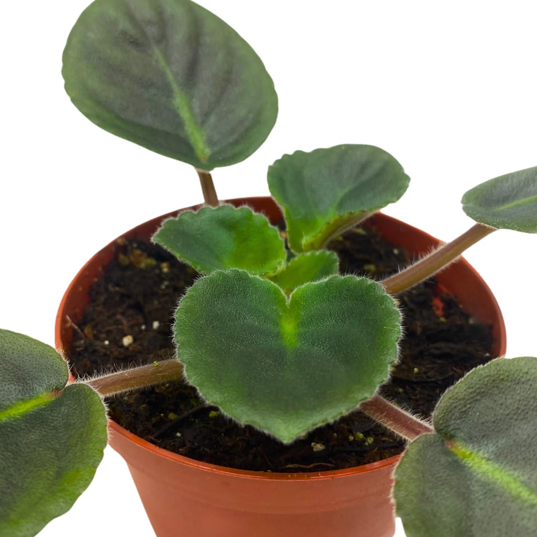 Harmony Foliage African Violet Harmony's Wild Nights 4 inch Blue Flower White Edge