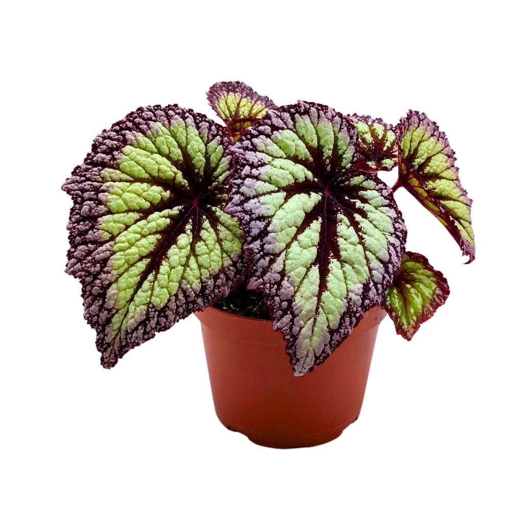 Harmony's Starry Night Begonia Rex 6 inch Super Splashy White Purple Band