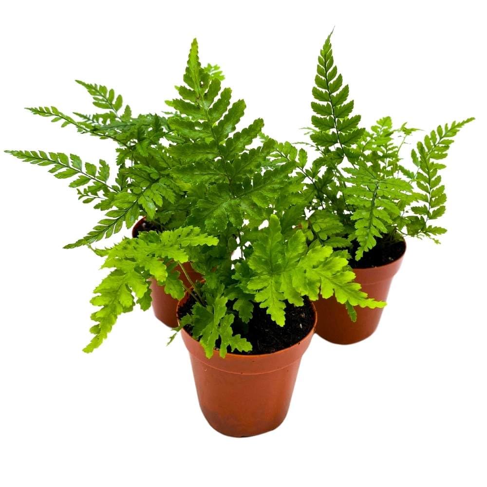 Autumn Fern 2 inch Set of 3 Dryopteris erythrosora Tiny Mini Pixie Plants