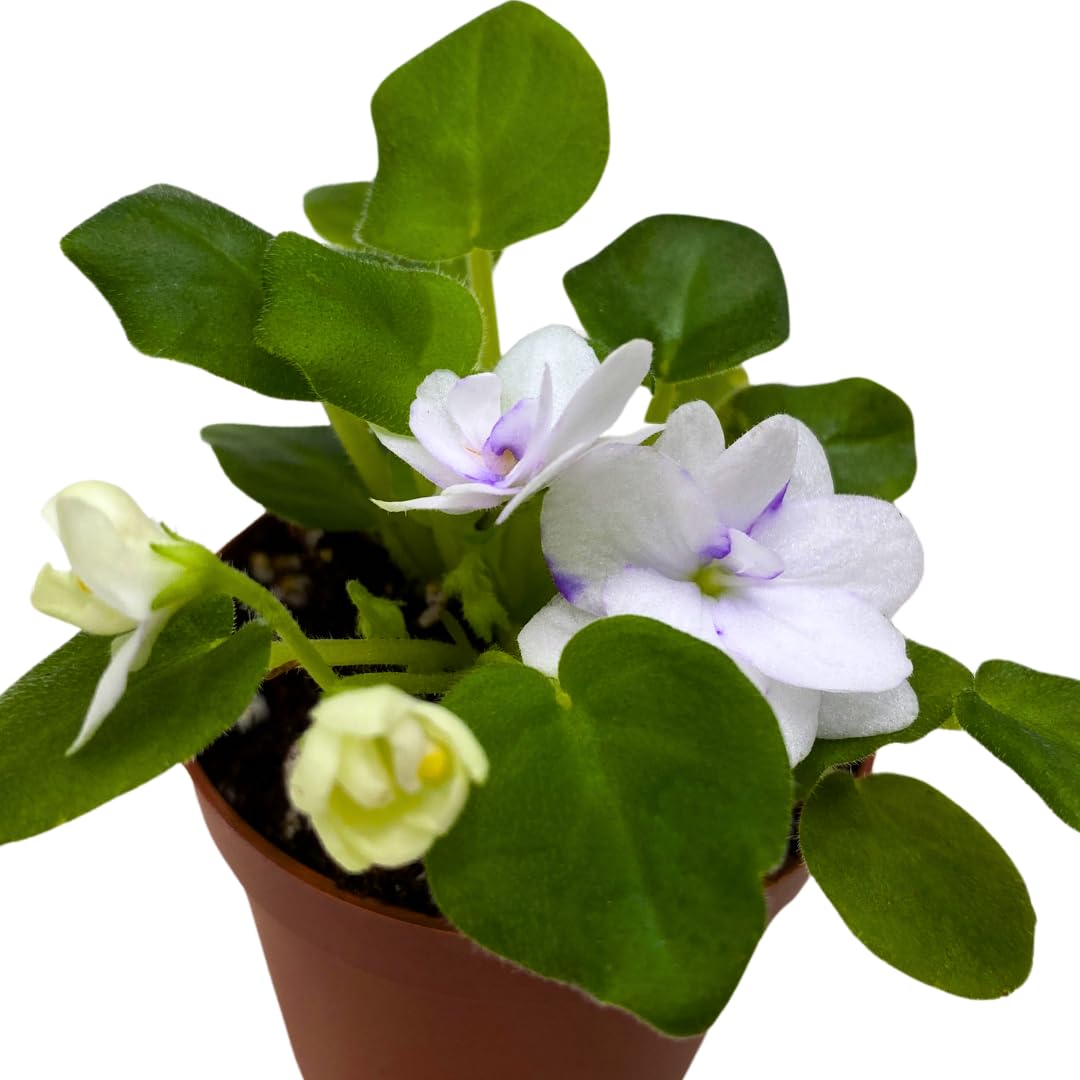 Harmony Foliage Mini African Violet Rob's Humpty Doo 2 inch White Flower