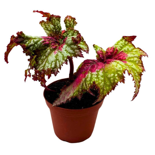 Harmony Foliage Begonia Rex Harmony's Watermelon Sugar High 4 inch New Hybrid