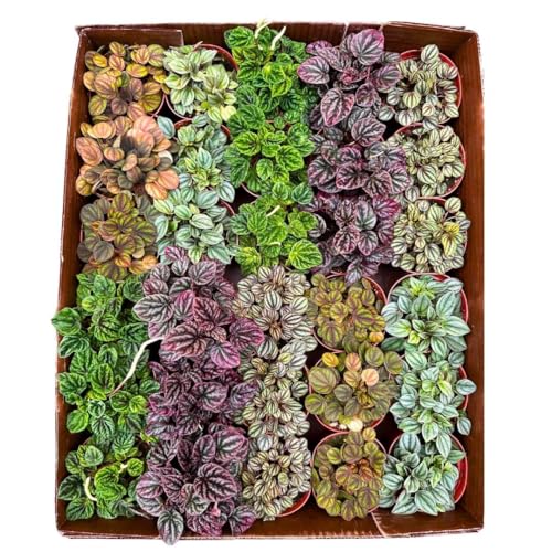 Harmony Foliage Ripple Peperomia Assortment in 4 inch pots 15-Pack Bulk Wholesale
