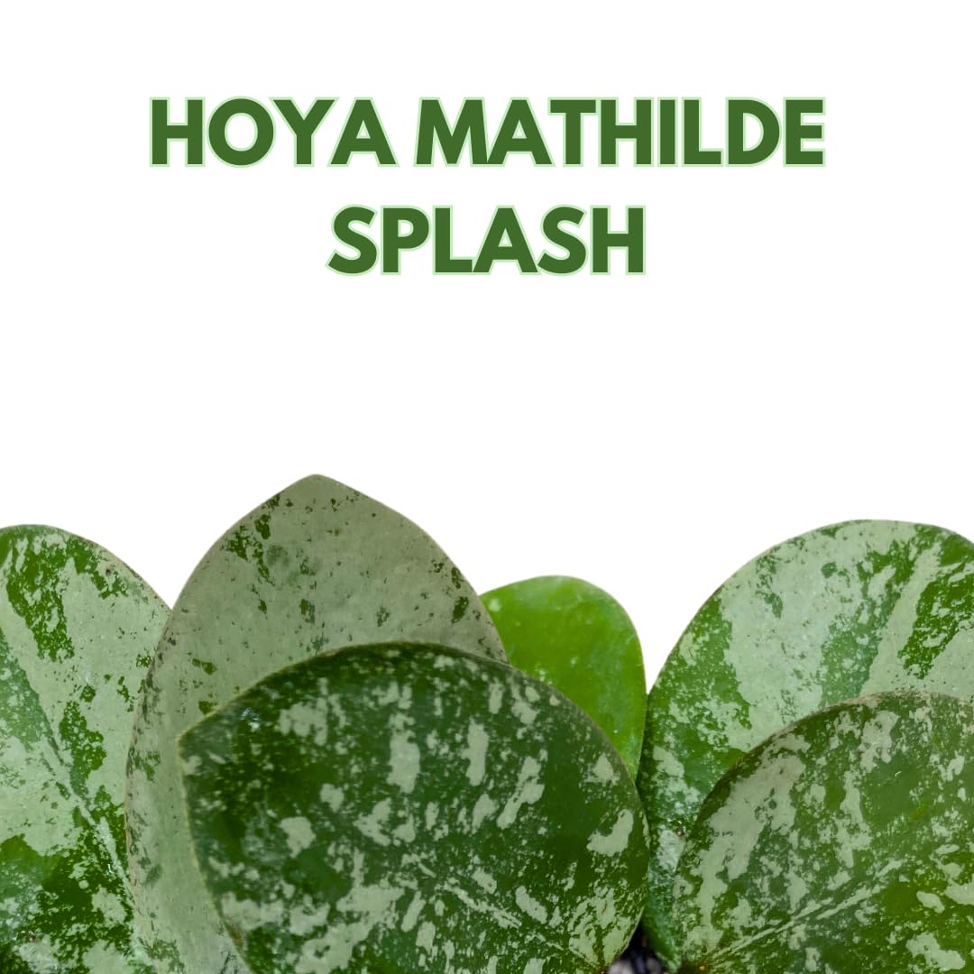 BubbleBlooms Hoya Mathilde Splash 2 inch