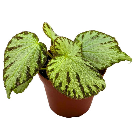 Harmony Foliage Begonia Silver Jewel Rhizomatous 4 inch