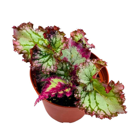 Harmony's Flight of Fancy Begonia Rex 4 inch Gnarly