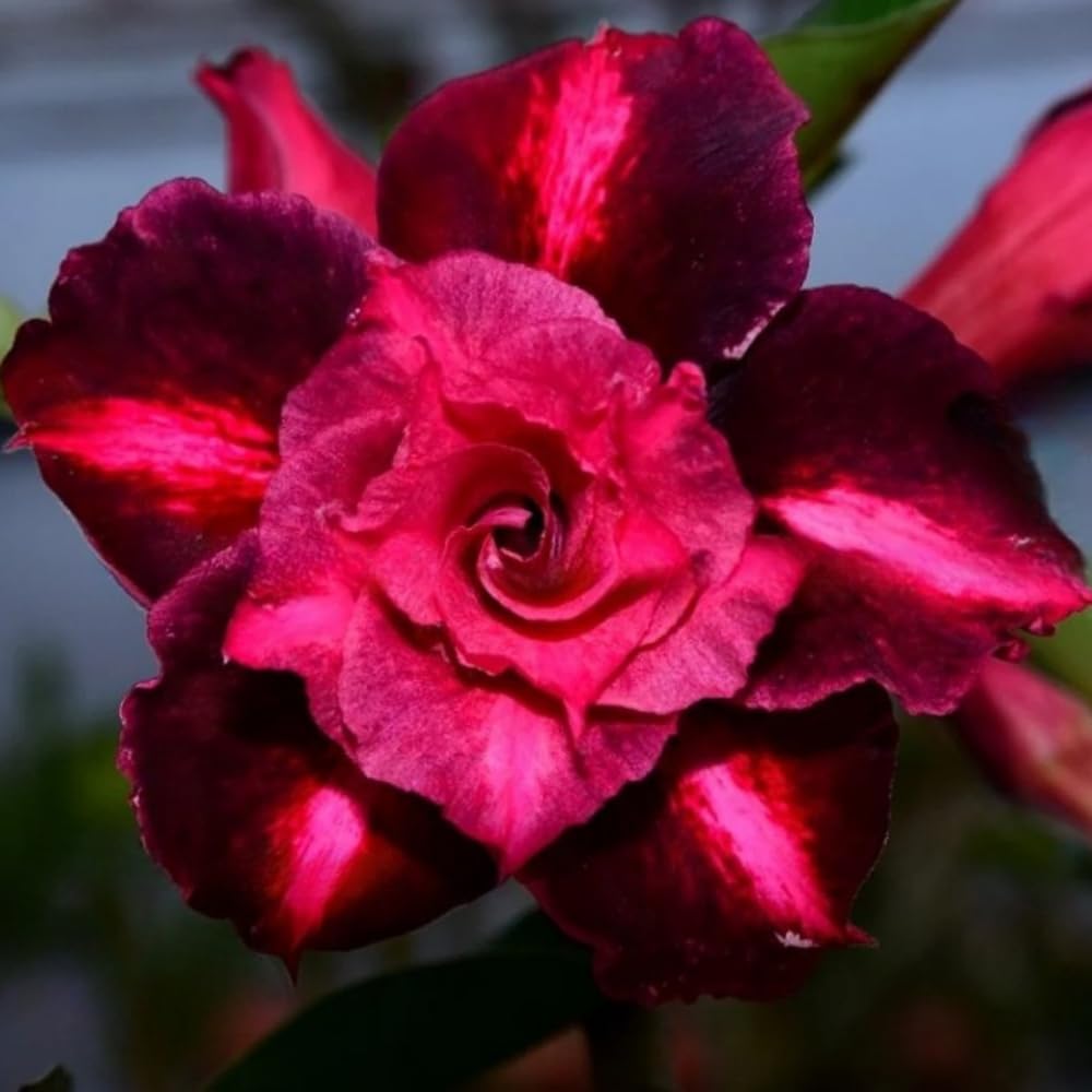 BubbleBlooms Desert Rose You Joao in a 4 inch Pot Extremely Rare Flower