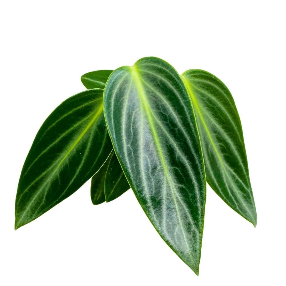 Harmony Foliage Peperomia Maculosa, Spotted-Stalked Pep, Monster Peperomia