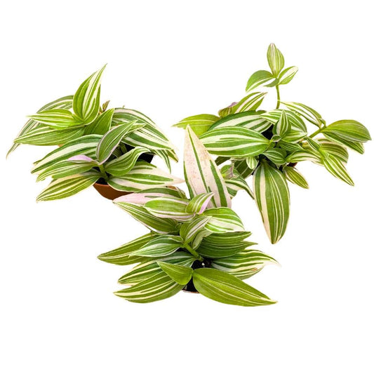 Tradescantia fluminensis Lavender 2 inch Set of 3 Light Pink and Green Wandering Dude
