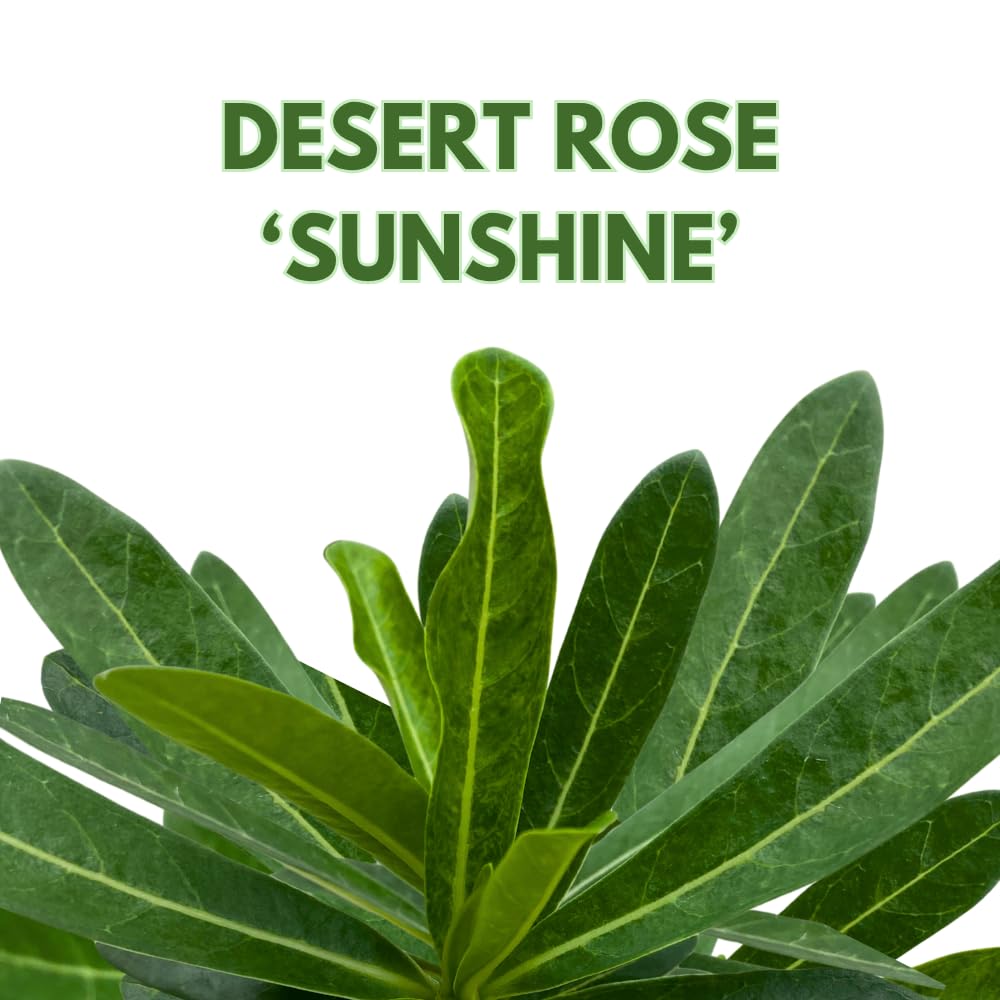 BubbleBlooms Desert Rose Sunshine in a 4 inch Pot Extremely Rare Flower