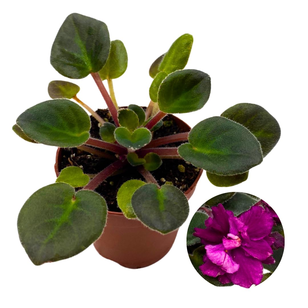 Harmony Foliage Mini African Violet Dean's Ruby 2 inch Purple Pink Flower