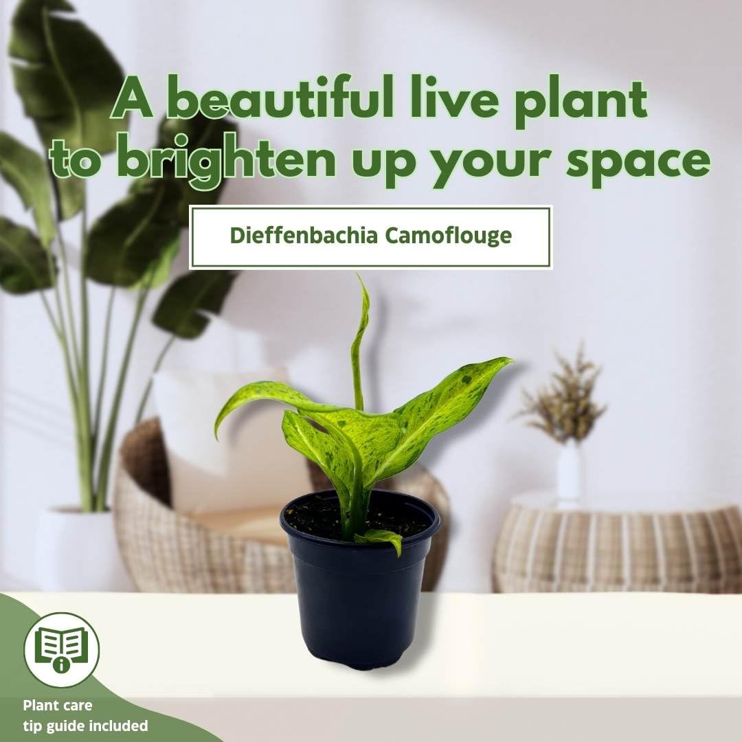dieffenbachia camouflage plant care BubbleBlooms Dieffenbachia Camouflage in a 4 inch Pot Variegated Dumb – Florida House Plants