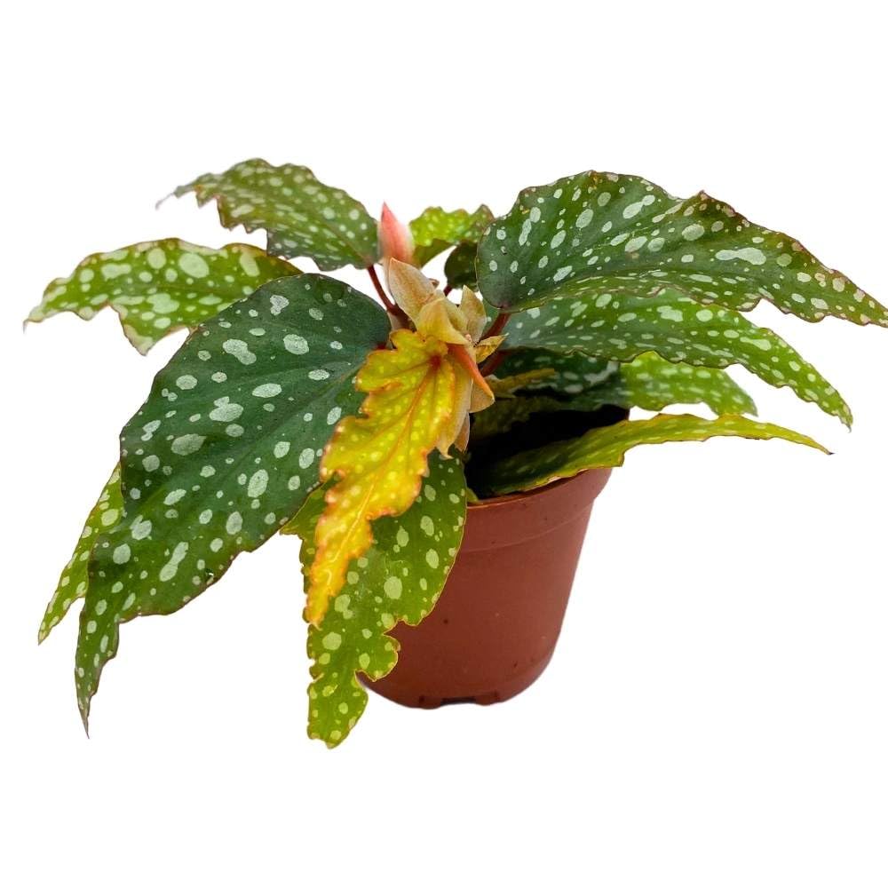 Mini Angel Wing Medora 2 inch Cane Polkadot Begonia Tiny Pixie Plant