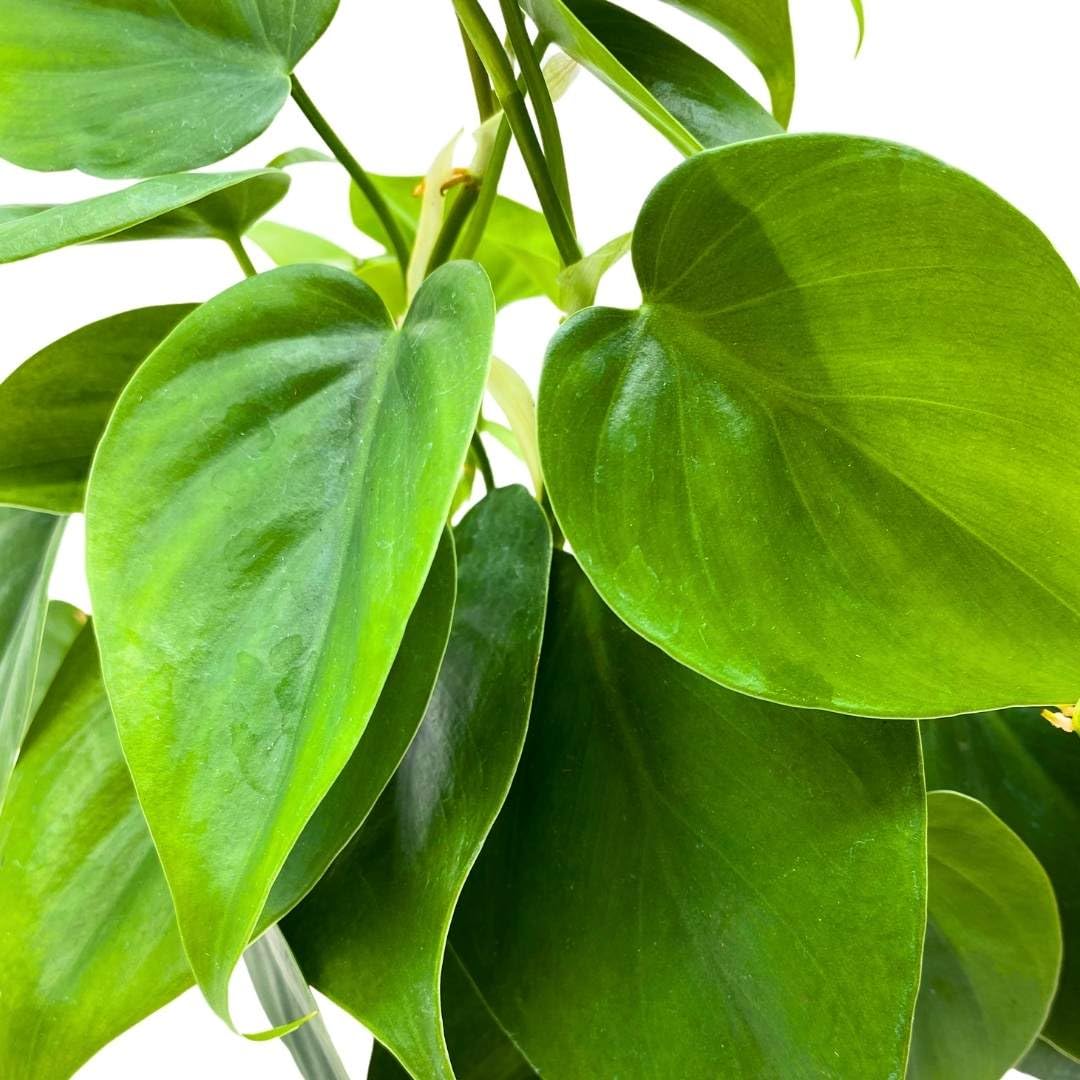 BubbleBlooms Philodendron Heartleaf 4 inch hederaceum