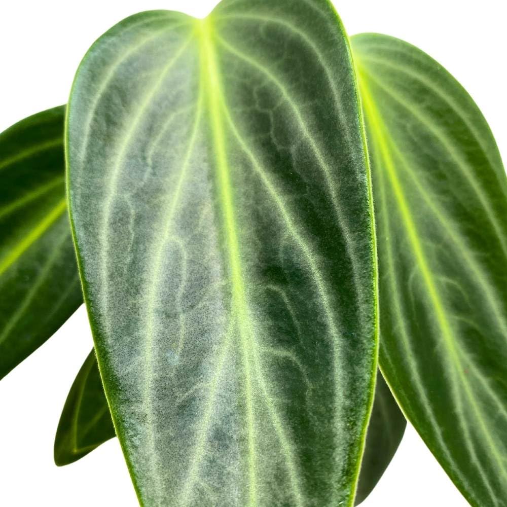 Harmony Foliage Peperomia Maculosa, Spotted-Stalked Pep, Monster Peperomia