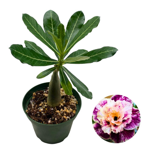 BubbleBlooms Desert Rose Golden Faith in a 4 inch Pot Extremely Rare Flower