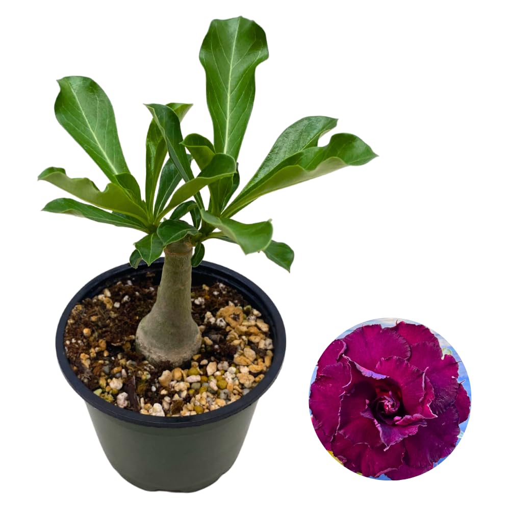 BubbleBlooms Desert Rose Wild Purple in a 4 inch Pot Extremely Rare Flower