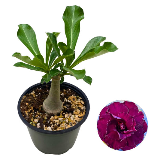 BubbleBlooms Desert Rose Wild Purple in a 4 inch Pot Extremely Rare Flower