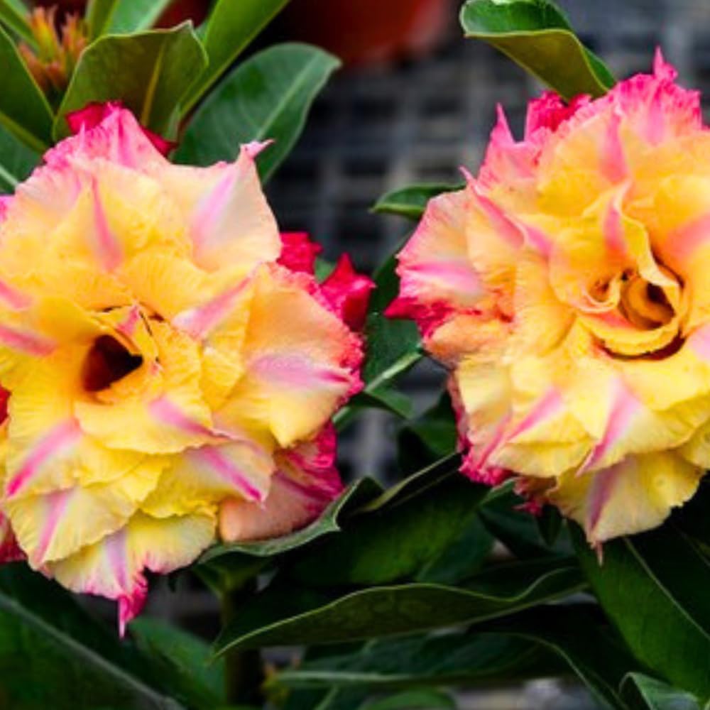 BubbleBlooms Desert Rose Genoa in a 4 inch Pot Extremely Rare Flower