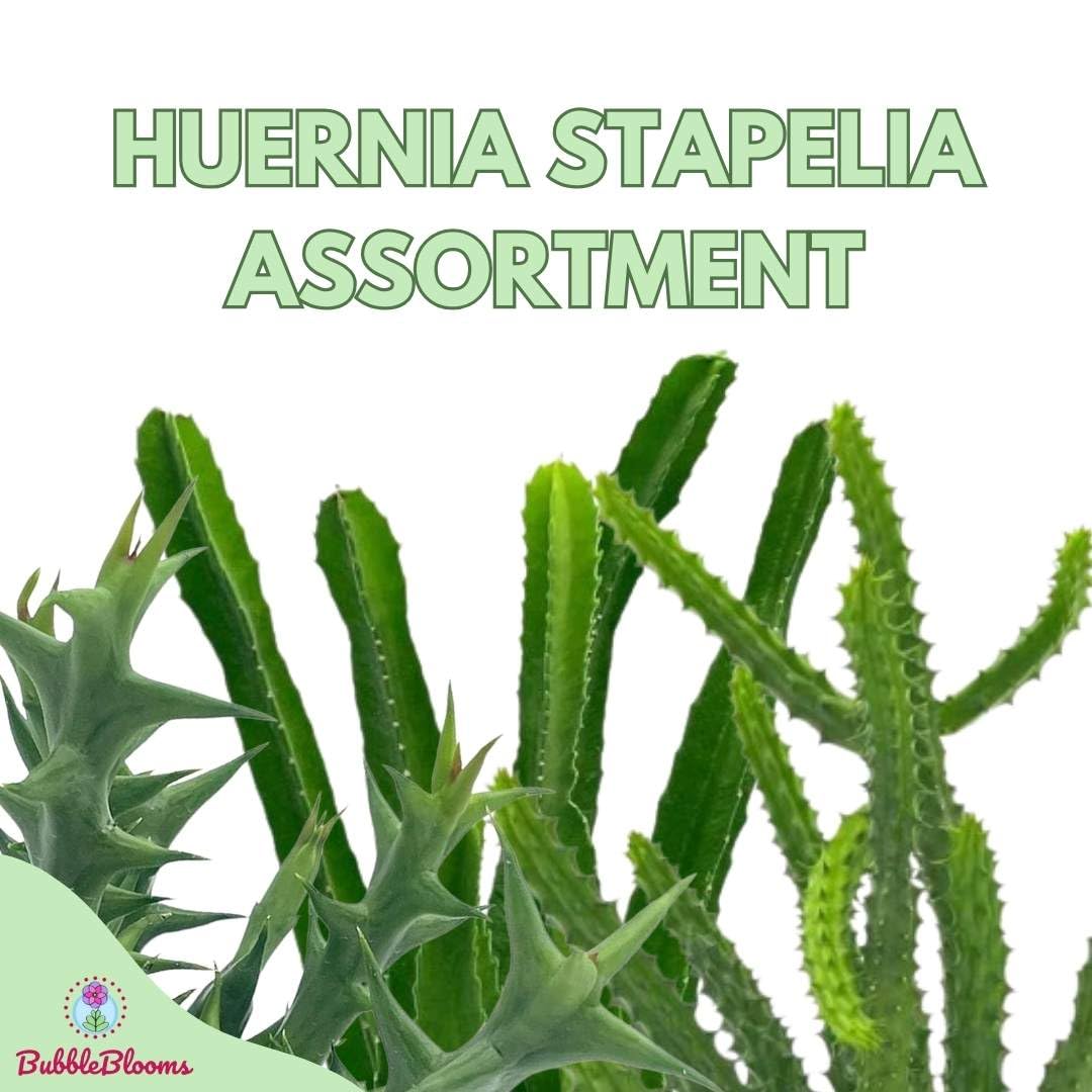 BubbleBlooms Huernia Stapelia Assortment - Thumbnail 5