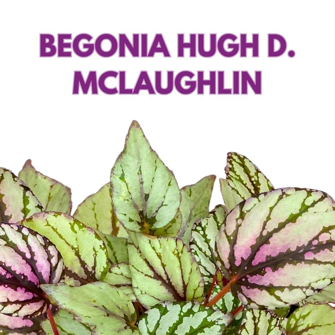 Harmony Foliage Begonia Rex Hugh McLaughlin 6 inch