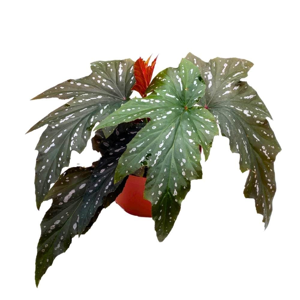 Sophie Cecil Angel Wing, 6 inch Cane Begonia Sophia Fibrous Hybrid