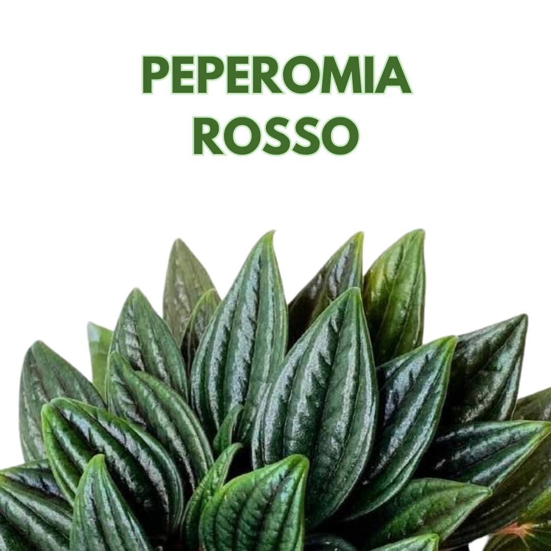 BubbleBlooms Peperomia Rosso 2 inch Set of 3