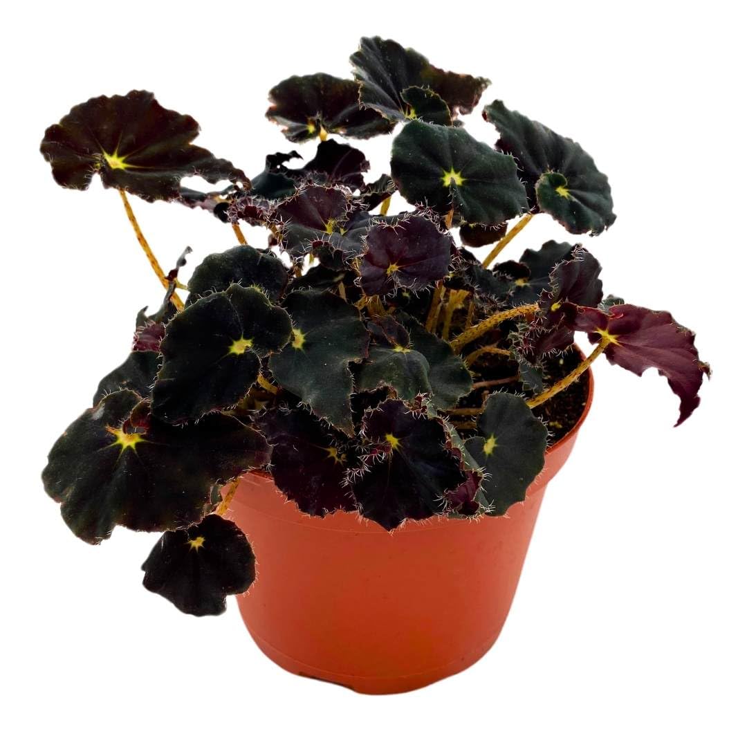 Begonia Dark Mambo Rhizomatous Rhizo in a 6 inch Black Round Leaves