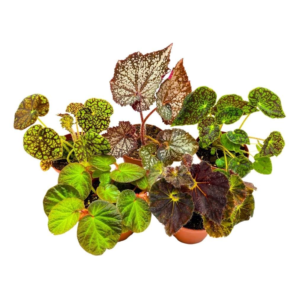 Harmony's Rhizomatous Begonia Assortment, 4 inch 5 Different Rhizo Begonias