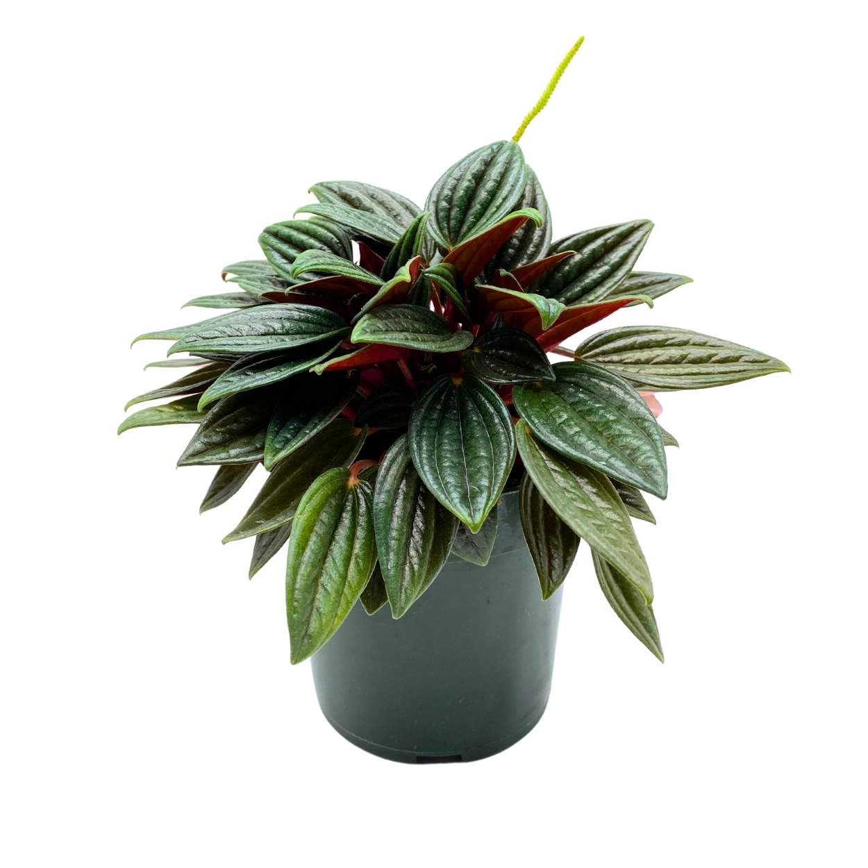 Peperomia Rosso, 4 inch, Radiator Plant Caperata