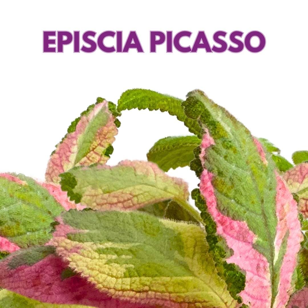Harmony Foliage Episcia Picasso Rare Variegated Flame Violet Flowering Gesneriad