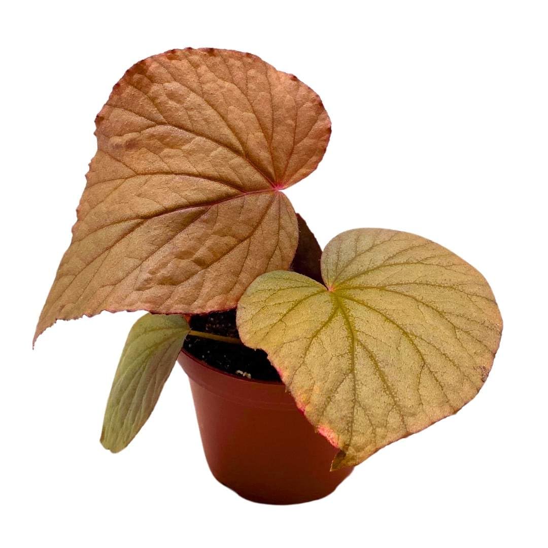 Harmony Foliage Begonia U508 4 inch Rhizomatous