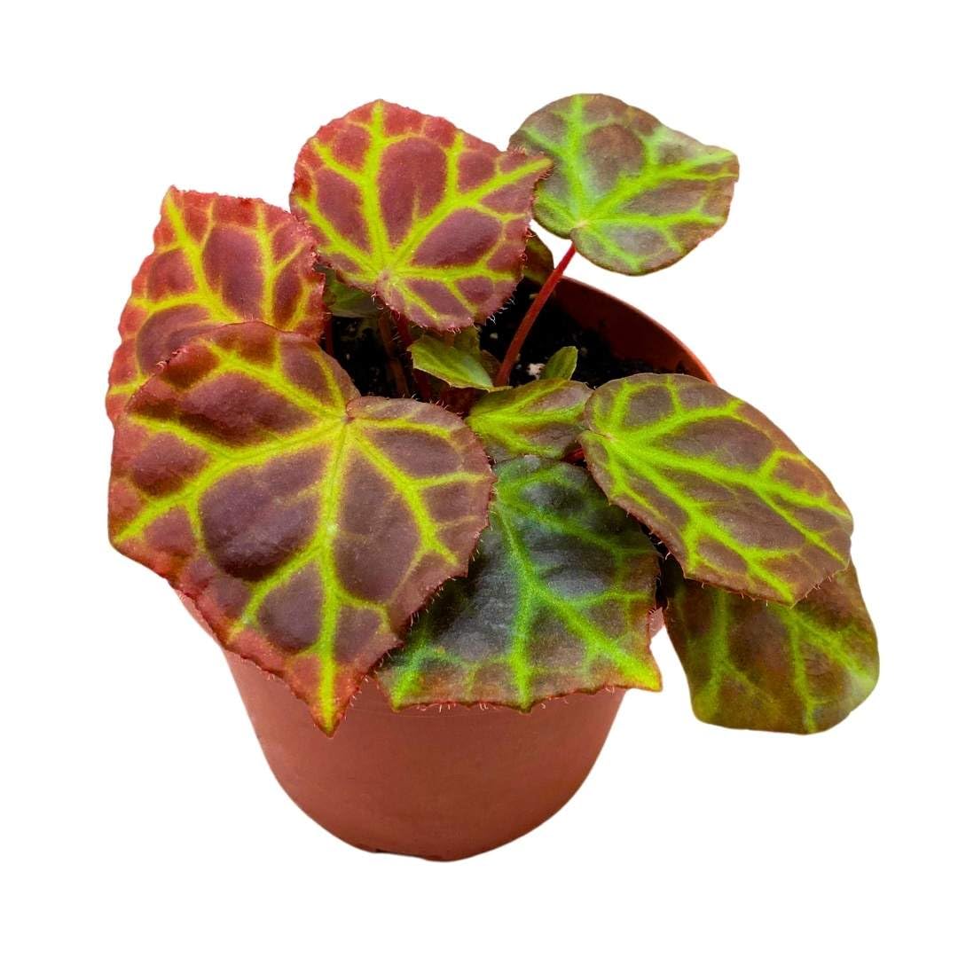 Harmony Foliage Begonia Rajah Premium Rhizomatous Rare Species in a 4 inch Pot