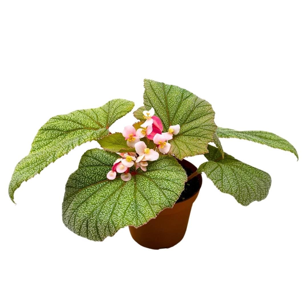 Harmony Foliage Angel Wing Cane Begonia Sinbad 4 inch