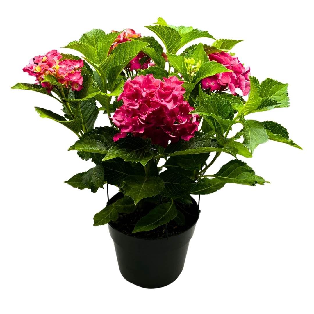 BubbleBlooms Red Hydrangea in an 8 inch Pot Large Flowering Ornamental Garden Plant