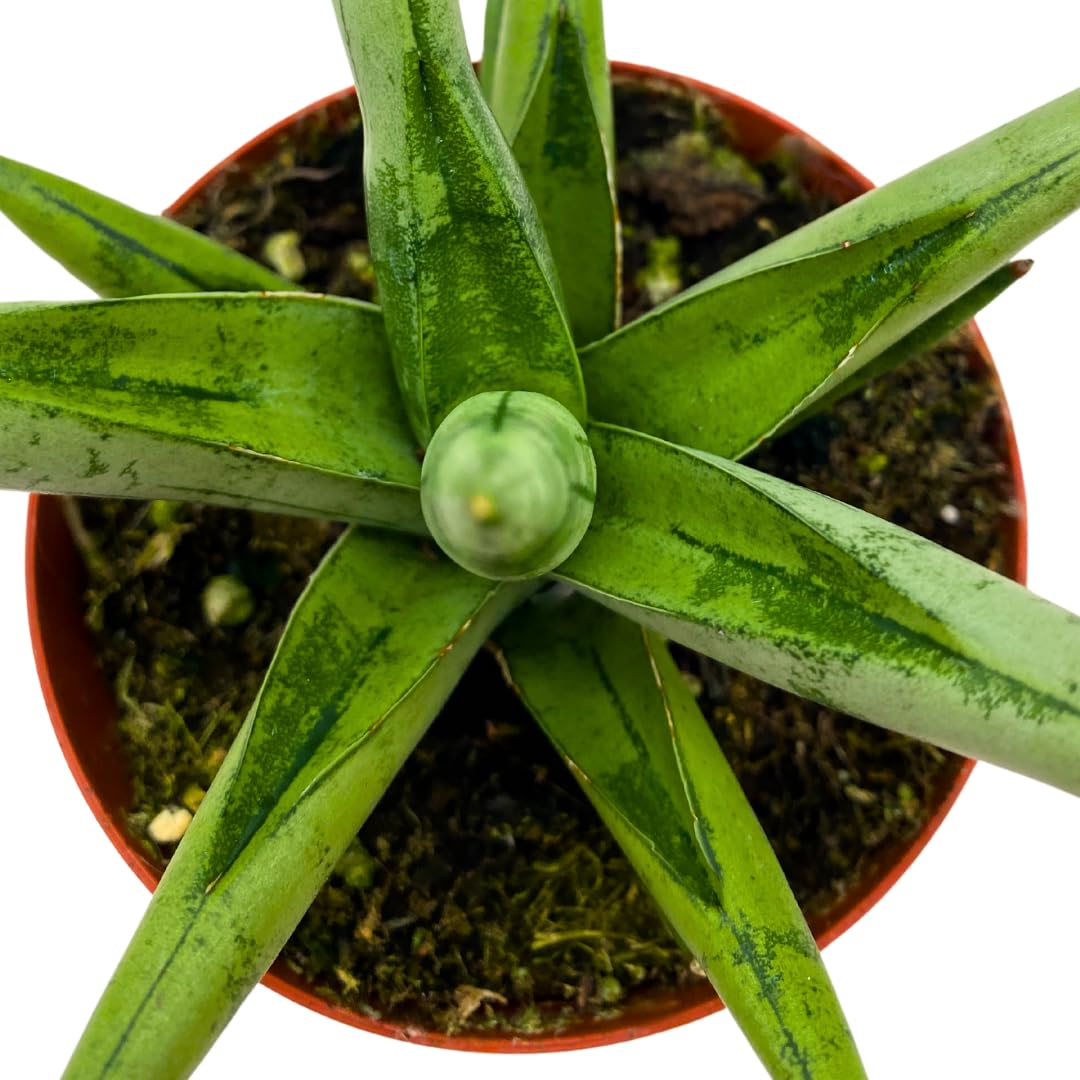 BubbleBlooms Sansevieria Silver Crown 4 inch Rare Snake Plant