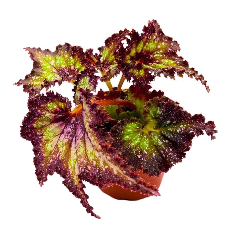 Harmony's Star Dragon Begonia Rex, 4 inch Purple with Green Spotty, Jagged Leaf