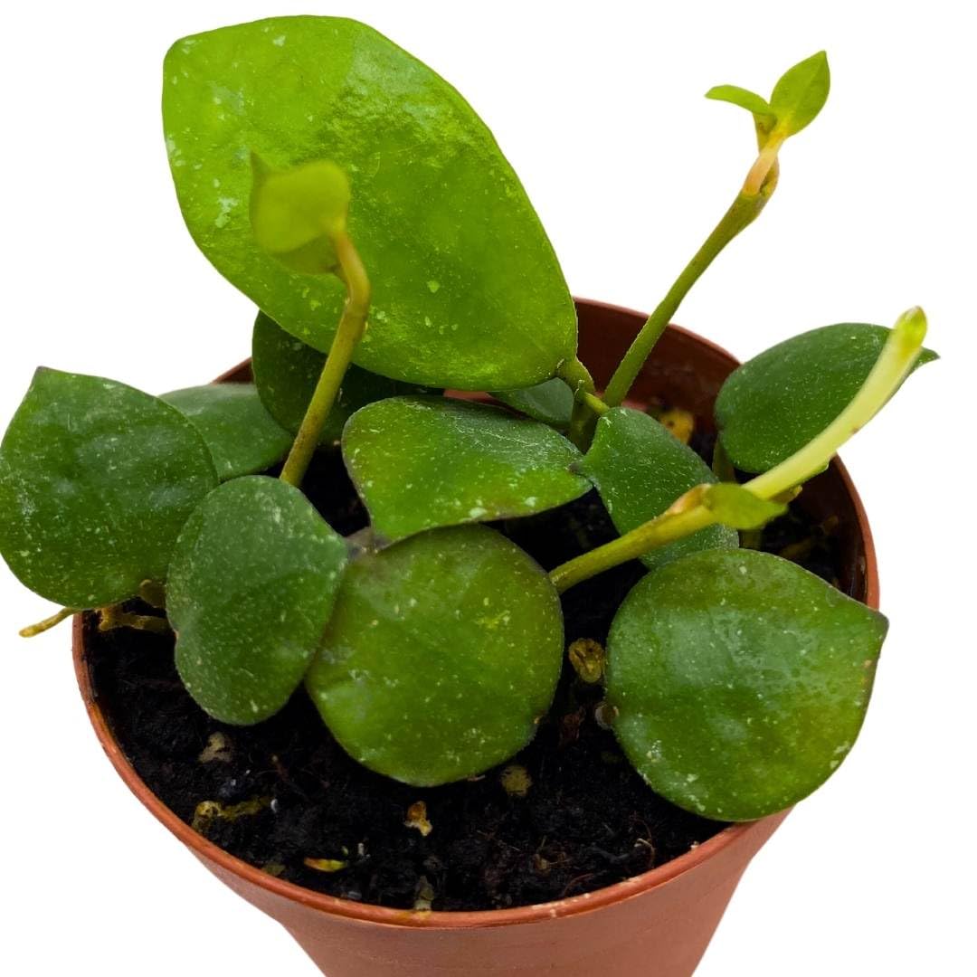 BubbleBlooms Hoya Lacunosa Fraser Hills in a 2 inch Pot