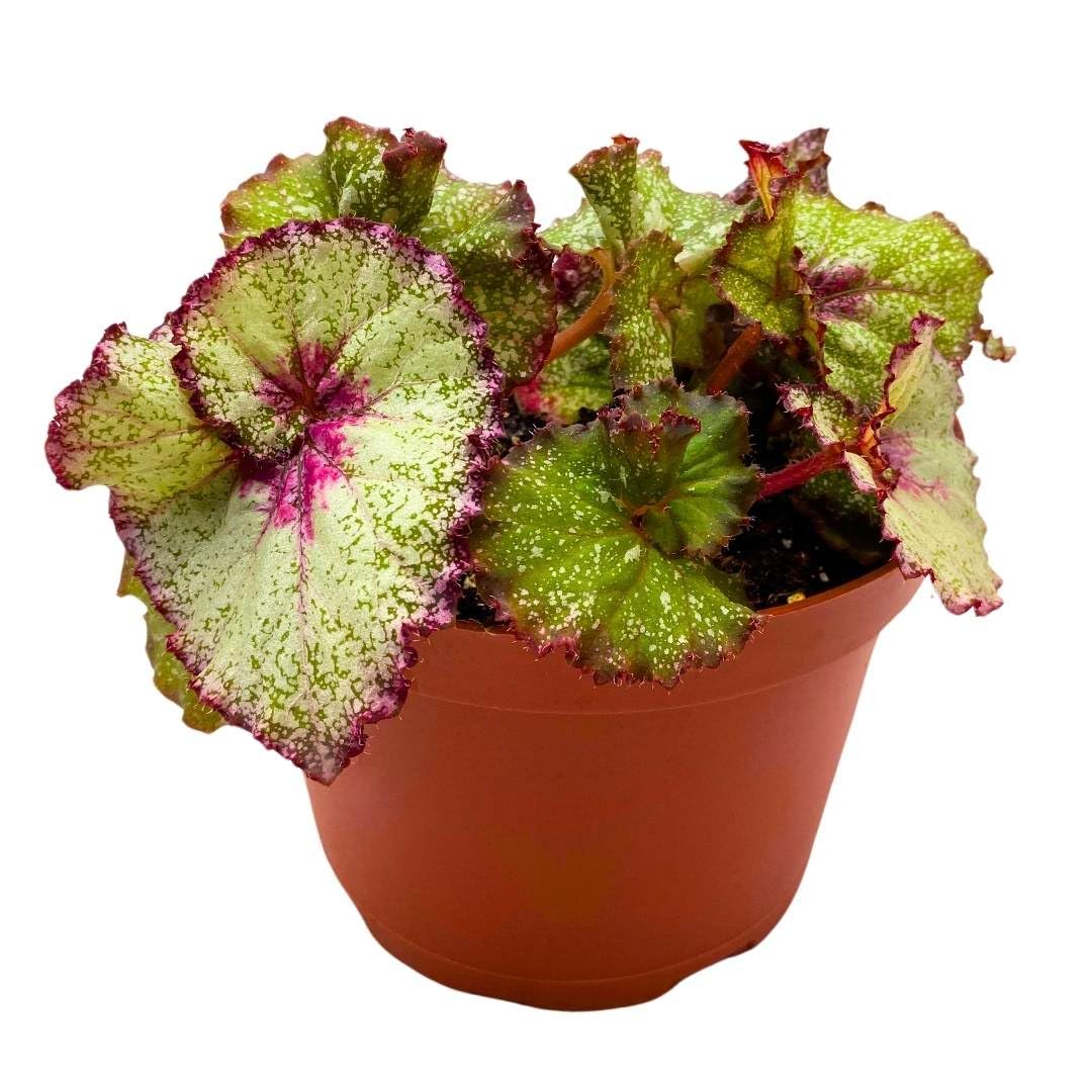 Harmony Foliage Begonia Rex Harmony's Very Raspberry, 6 inch Red White Pink Spiral