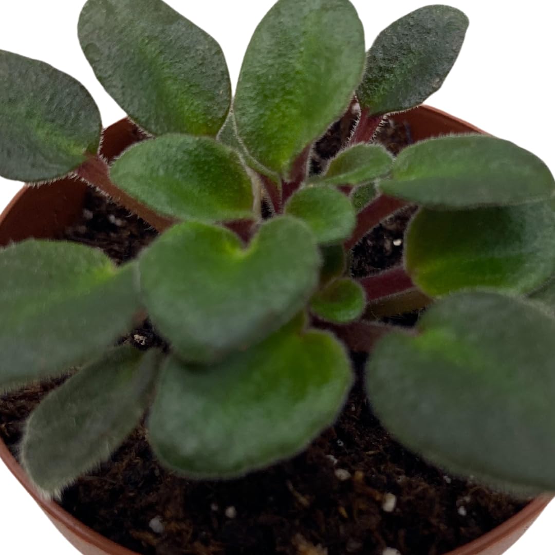 Harmony Foliage Mini African Violet Jolly Fairy 2 inch Pink Flower