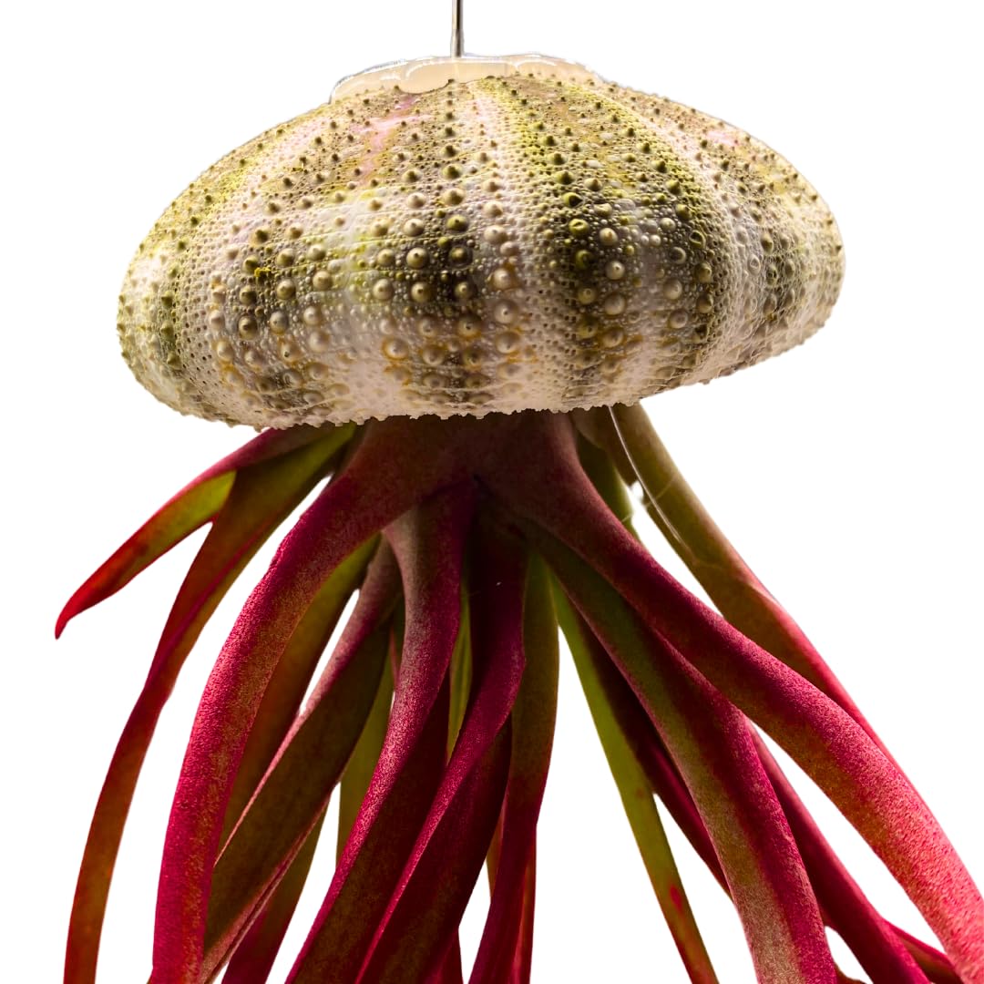 BubbleBlooms Large Tillandsia Jellyfish, Big Hanging air Plant with Seashell