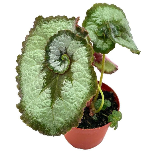 BubbleBlooms Harmony's Spiral Begonia Rex, Painted-Leaf Begonia. 4 inch, Unique Homegrown Exclusive, Escargot Variegation