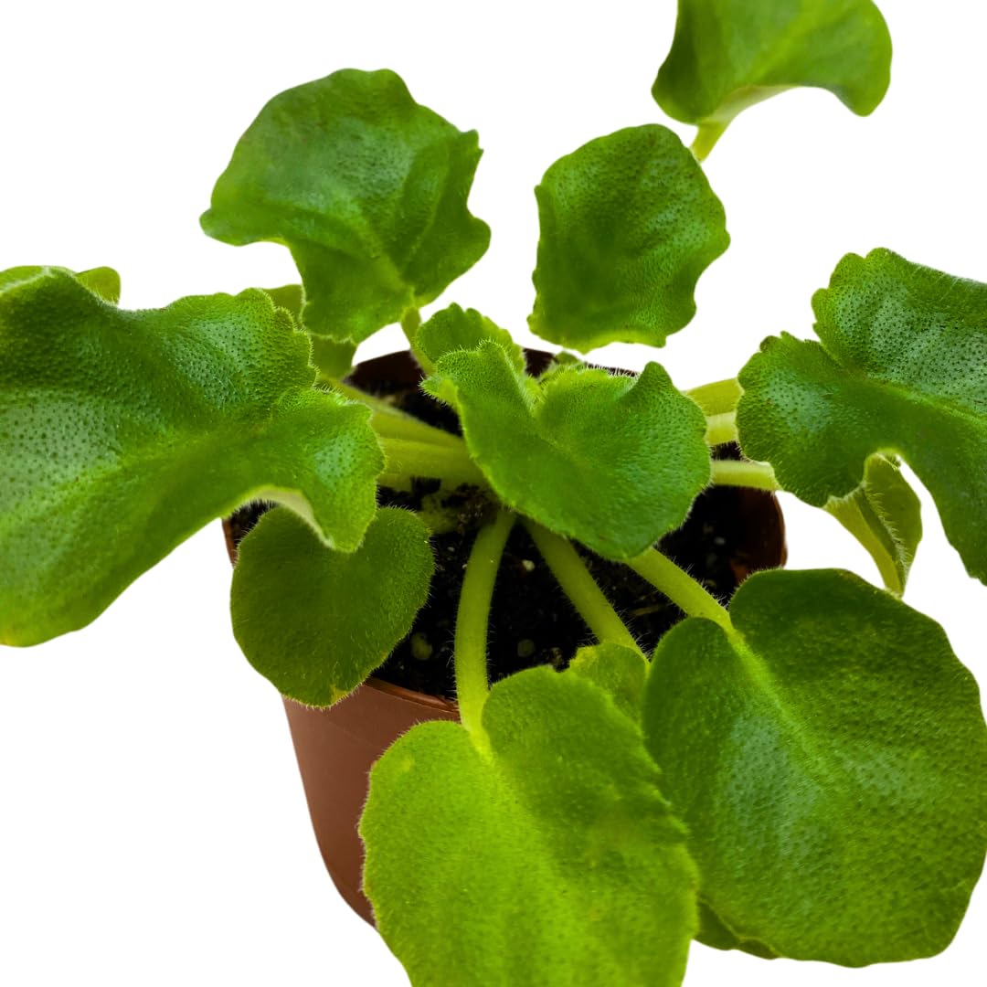 Harmony Foliage Mini African Violet Lil Glimpse O' Spring, 2 inch White Flower