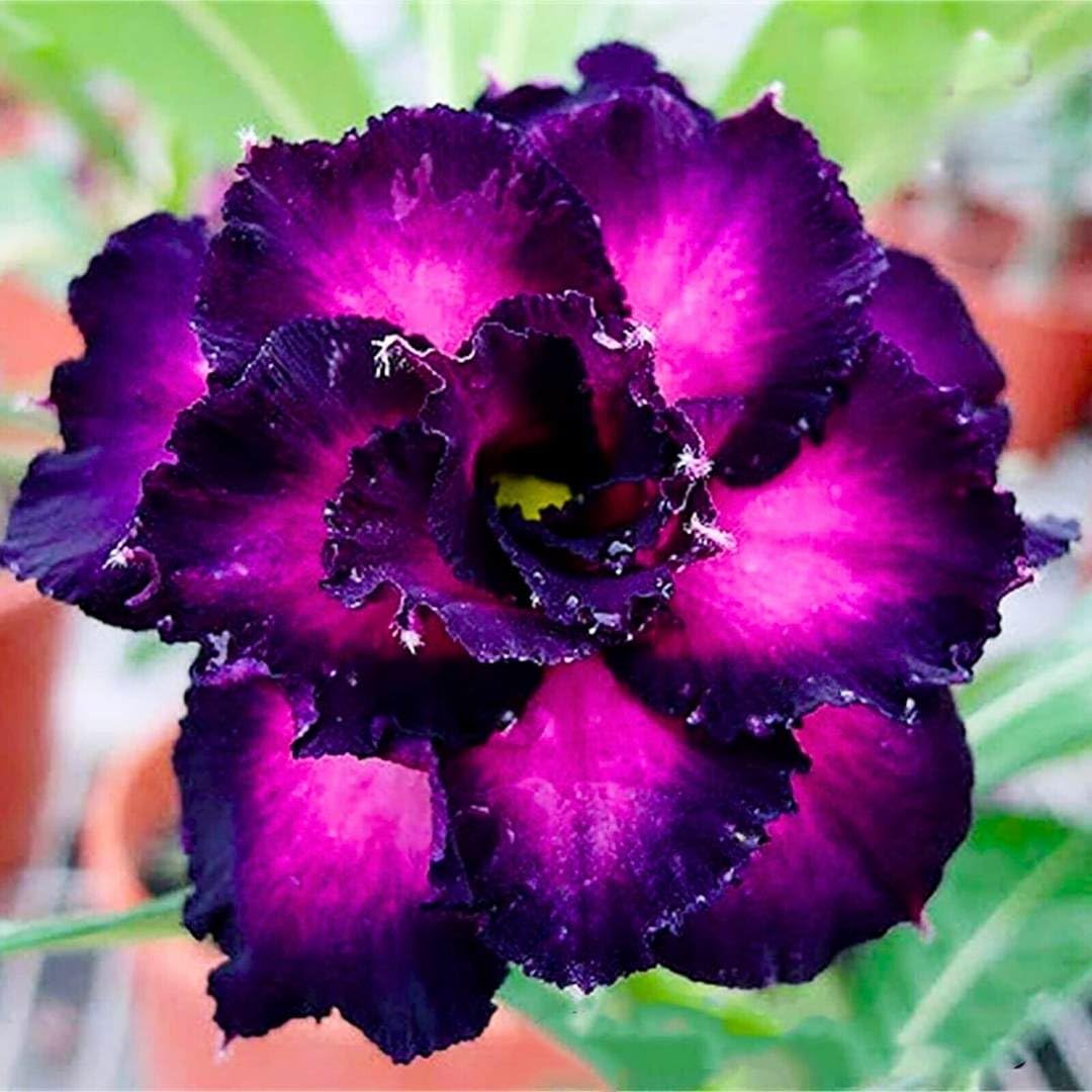 BubbleBlooms Desert Rose Purple Pupil 5 inch Pot Black Purple Variegated Exotic Rare Flower