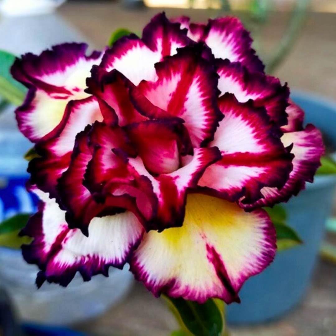 BubbleBlooms Desert Rose Smokey Make Up 5 inch Pot Red White Pink Flower with Black Stripes Variegated Exotic Rare