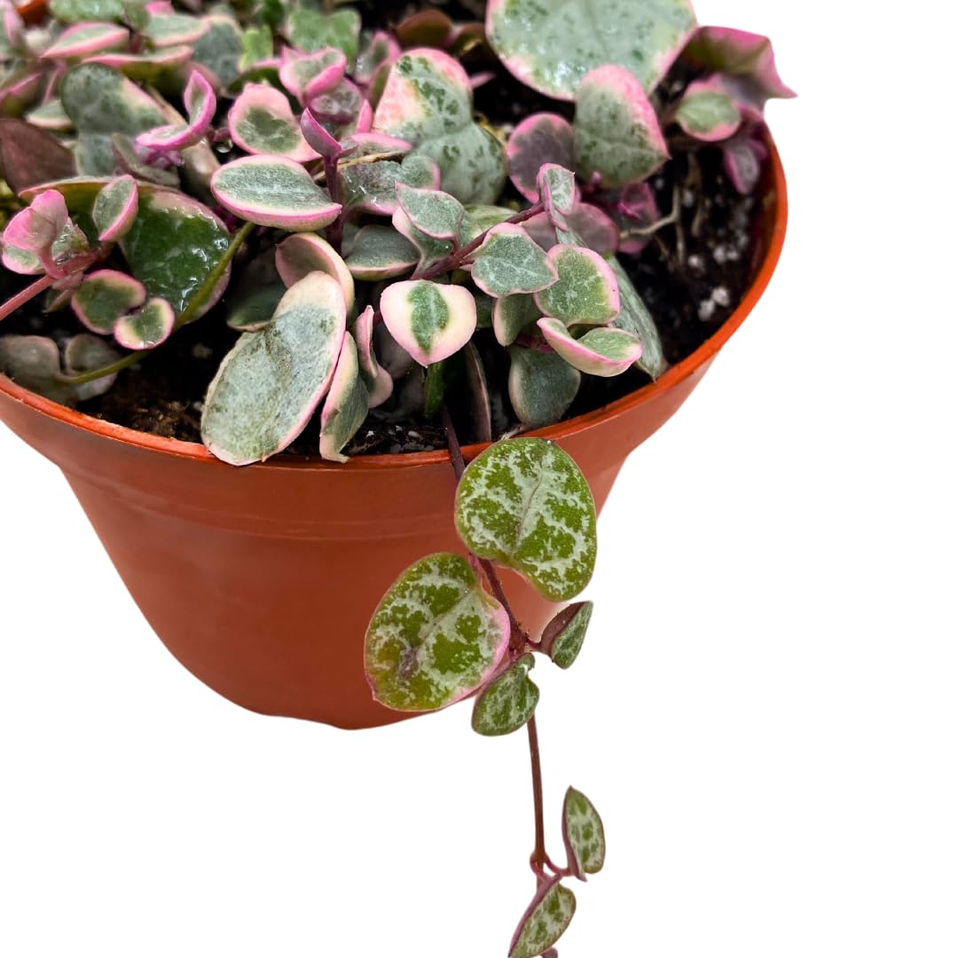 BubbleBlooms Variegated String of Heart Succulent 4 inch