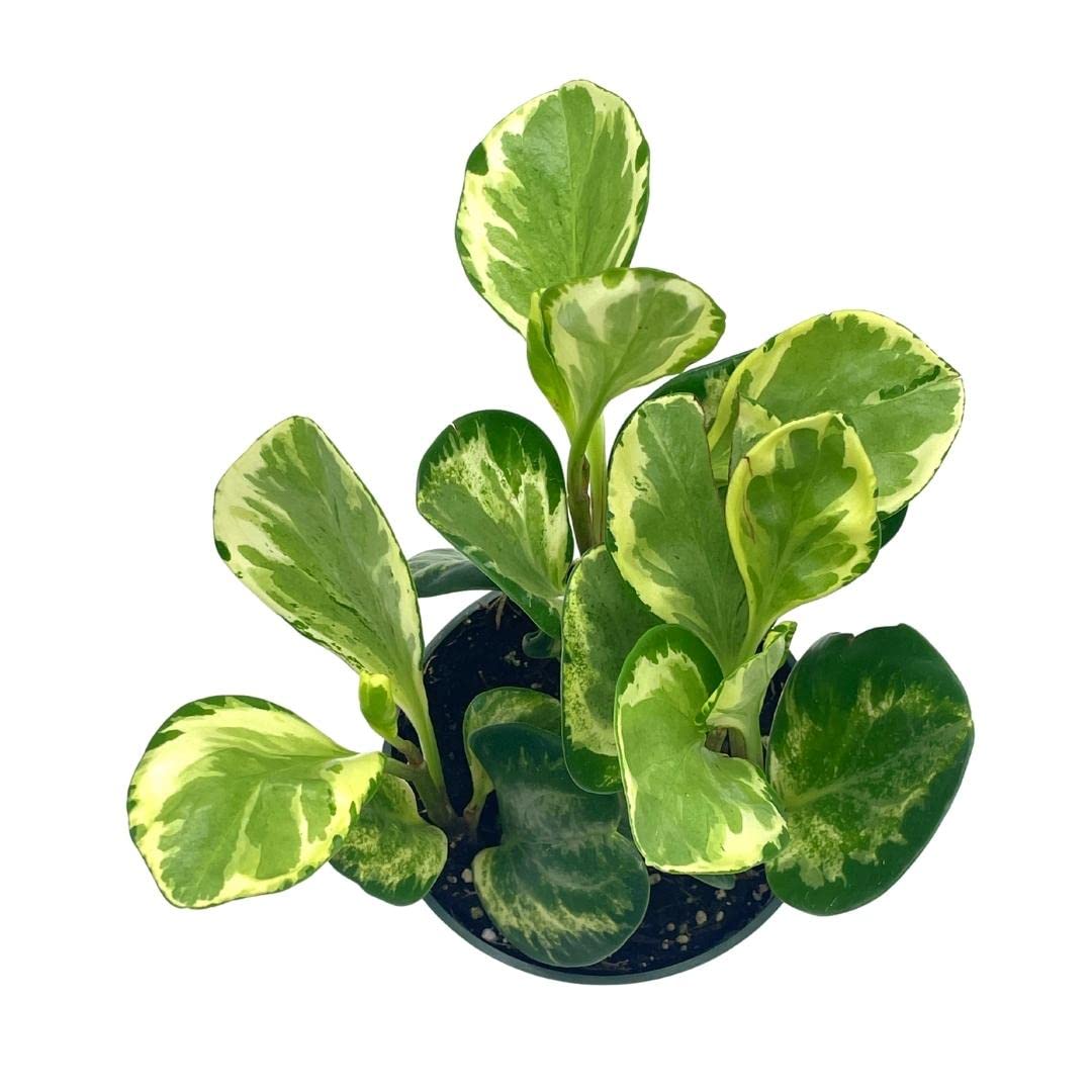 Variegated Peperomia obtusifolia, Marble Rubber Spoonleaf Plant, magnoliifolia rubberplant, in a 4 inch Pot,