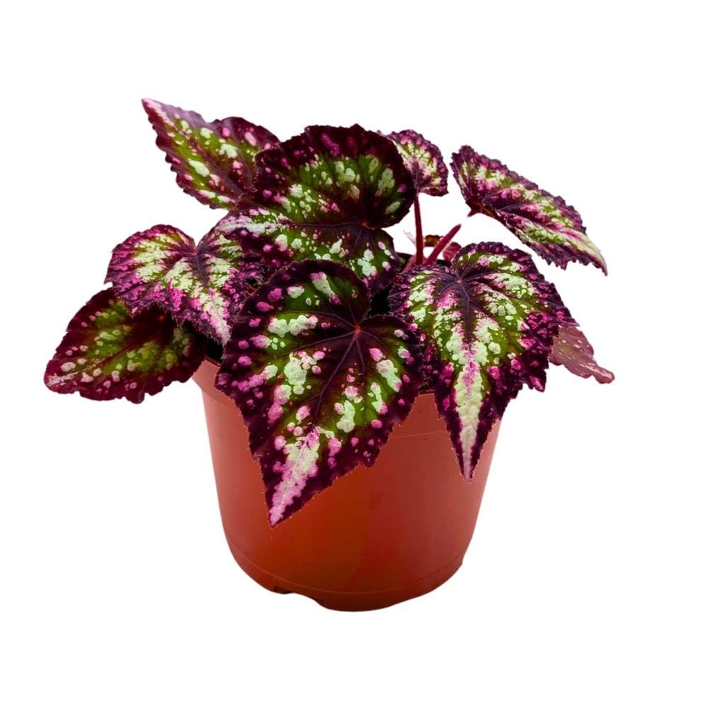 Harmony's Comet Begonia Rex 6 inch Pink Green White Splash Tip