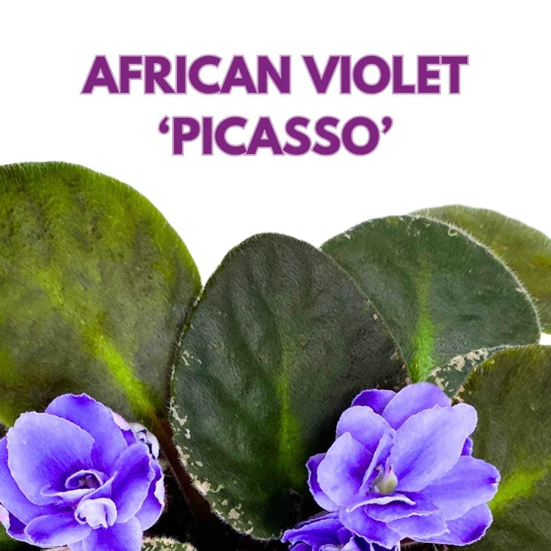 Harmony Foliage African Violet Picasso 4 inch