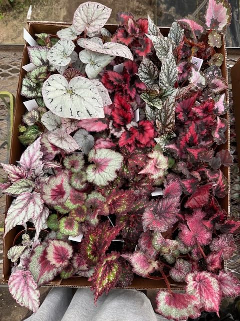 Harmony Foliage Begonia Rex Hybrids in 4 inch pots 30-Pack Bulk Wholesale Hybridized Unique Plants